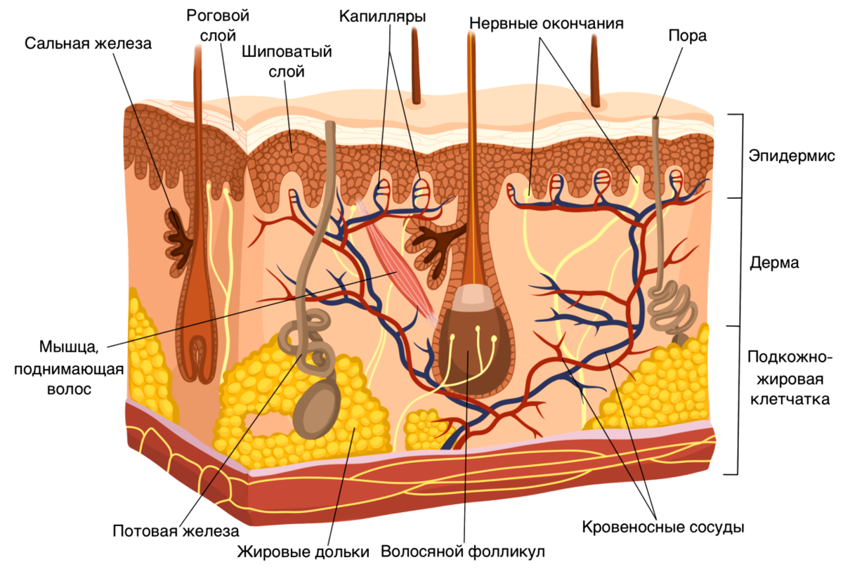 Сальная железа находится в каком слое. Строение кожи эпидермис дерма гиподерма. Эпидермис дерма подкожная жировая клетчатка. Слой кожи 1) эпидермис 2) дерма. Строение кожи роговой слой эпидермис дерма.