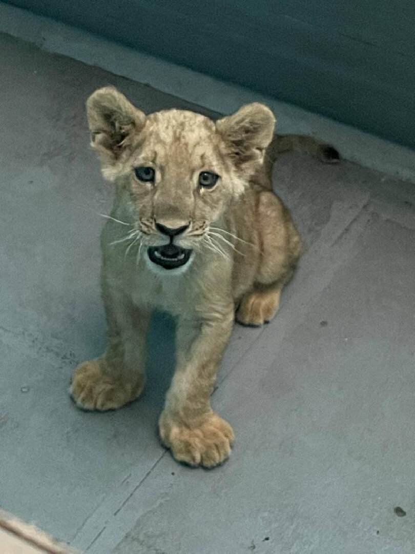   Фото: телеграм-канал прокуратуры Москвы