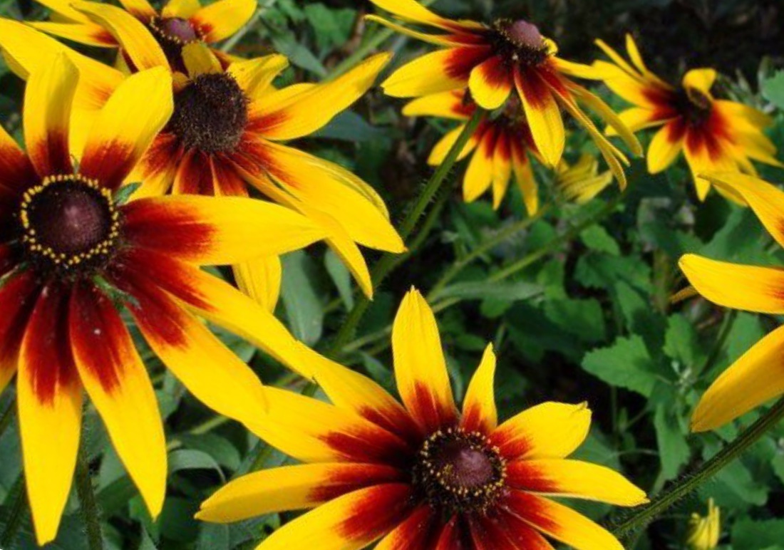 Рудбекия волосистая