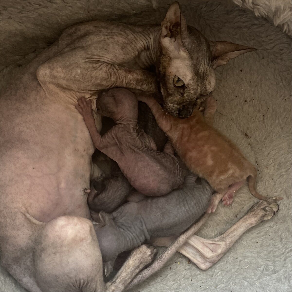 Багира после клиники 