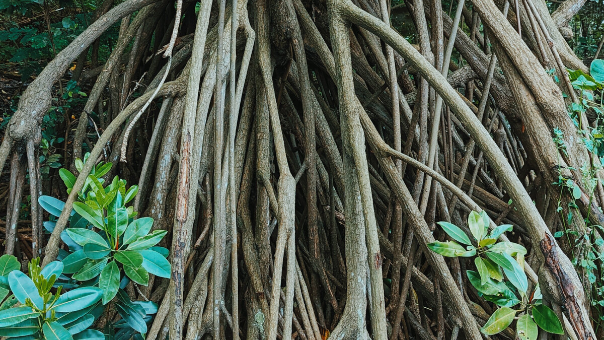 Корни начинаются практически от самого верха ствола