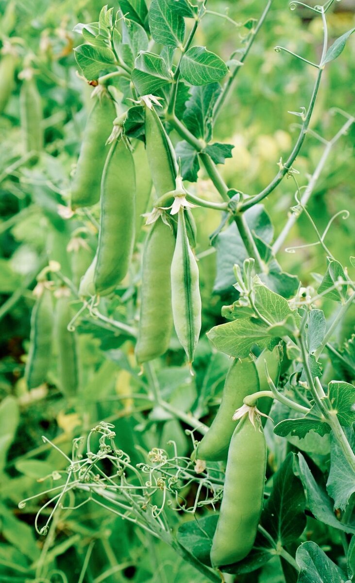 Фотография из открытых источников 