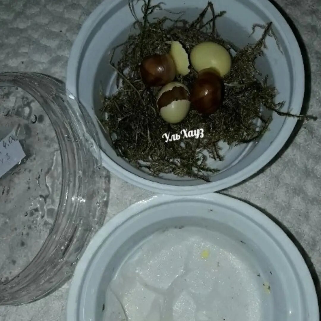 Переложила улитят на мох