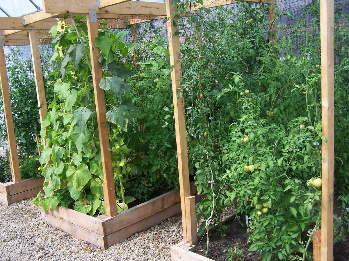 Автор и правообладатель данного изображения: https://pro-dachnikov.com/ukrashenie-dachi/26631-grjadki-s-tomatami-na-dache-47-foto.html