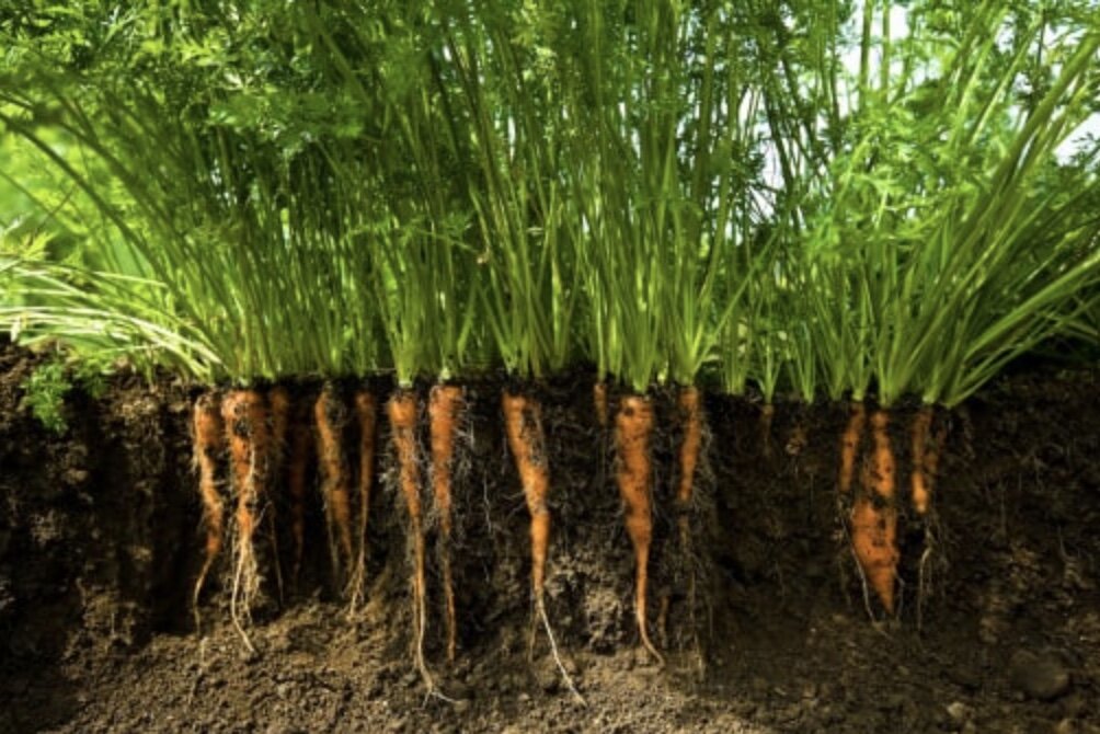 Когда сеять морковь