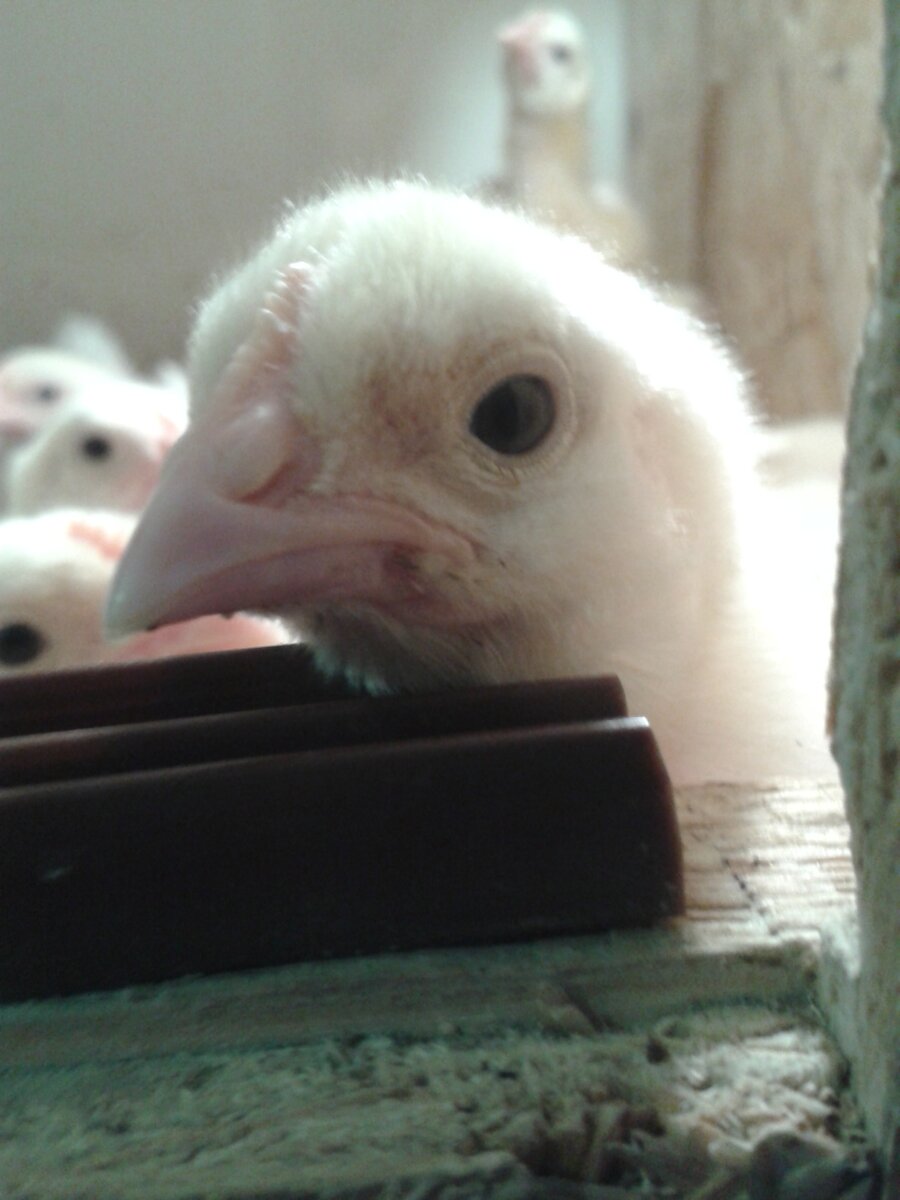 фото автора.  Привет,