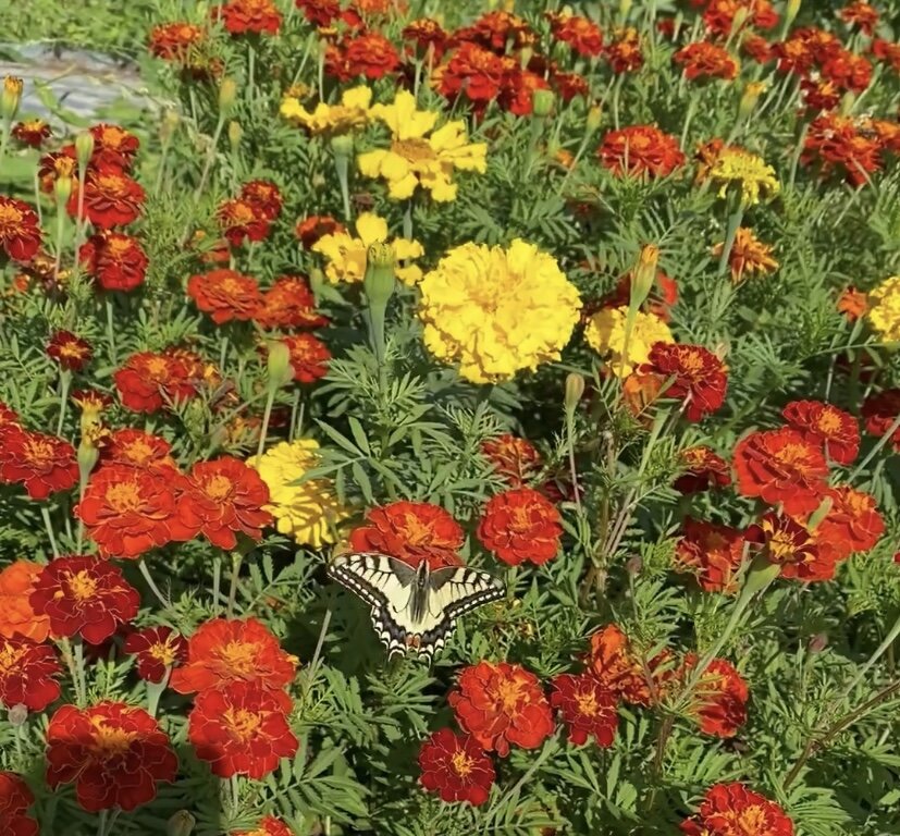 Махаон прилетел