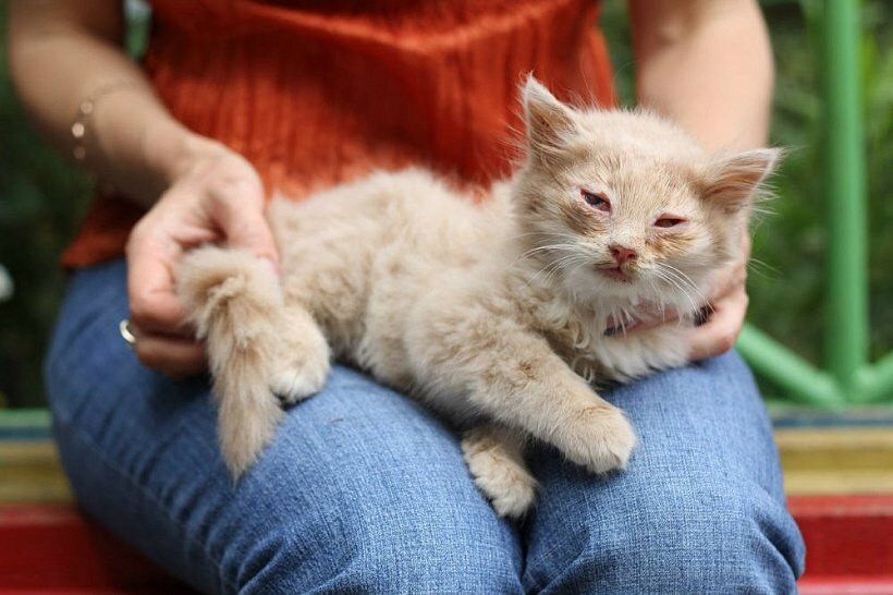 Панлейкопения или сальмонеллез кошек: симптомы, лечение и профилактика