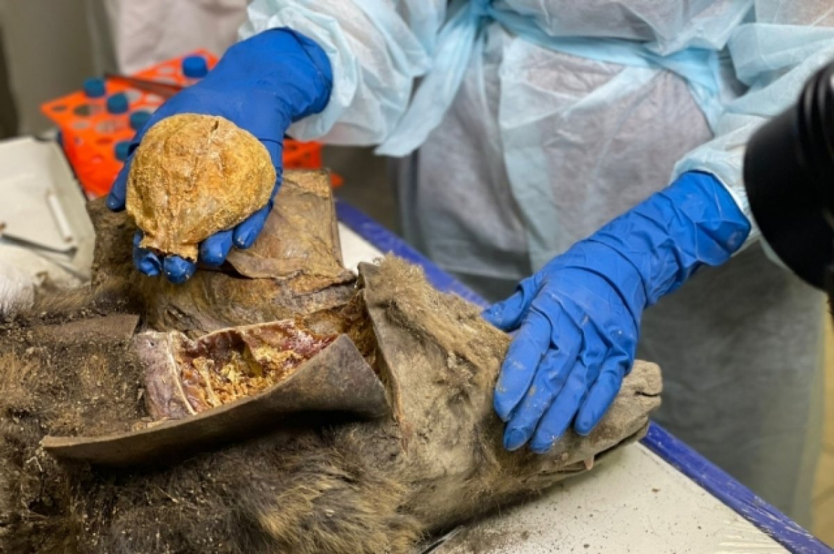 Фото: Северо-Восточный федеральный университет имени М.К. Аммосова.