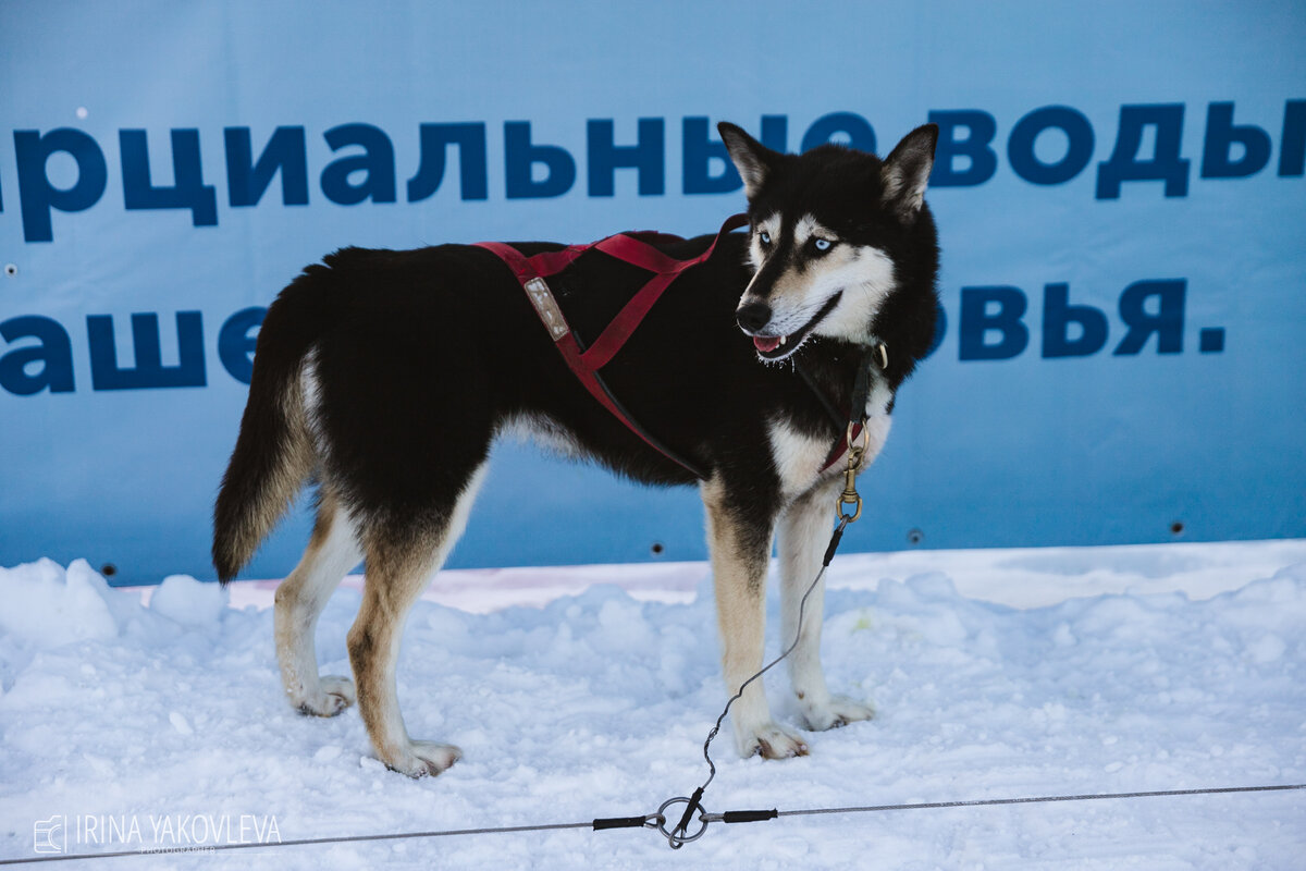 Хвостатые чемпионы покорили сердца жителей Карелии на самом атмосферном  фестивале. ФОТО | Фактор News | Дзен