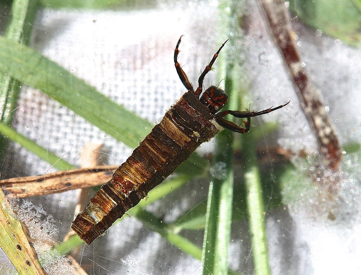 Источник фото: celes.club