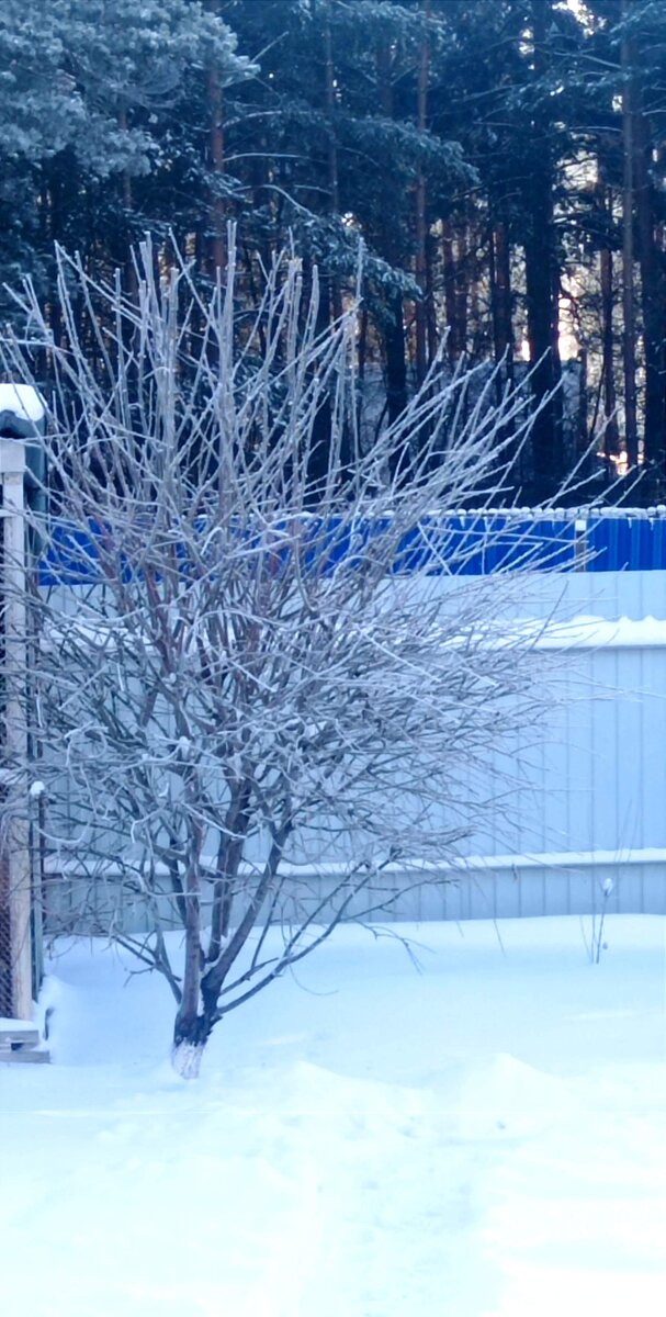 Верба моя зимой