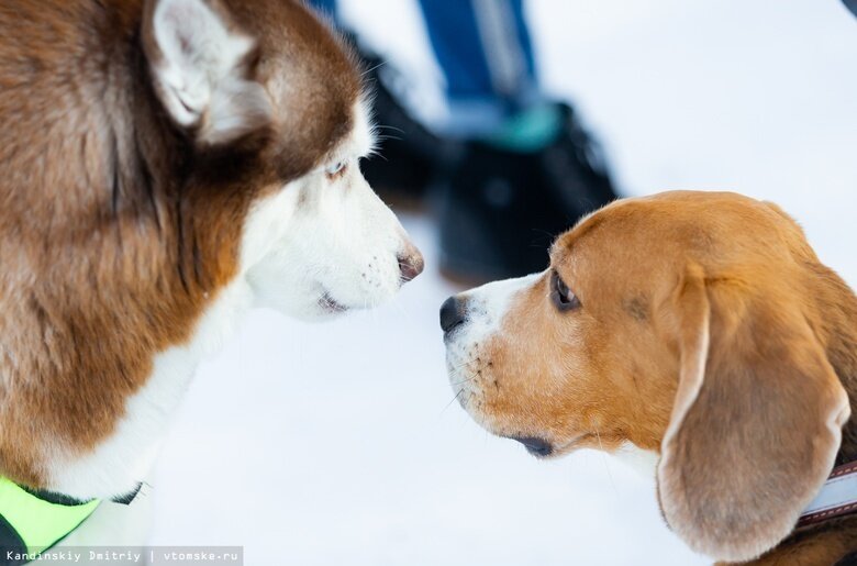    Фото: Дмитрий Кандинский / vtomske.ru