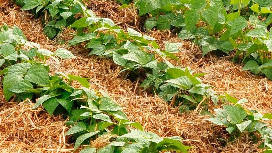 Майл. Картинки