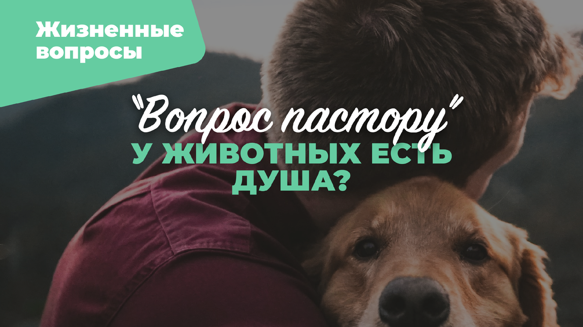 У животных есть душа? | Церковь «Возрождение» | Дзен