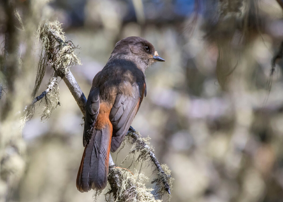 Фото: Жбир Денис