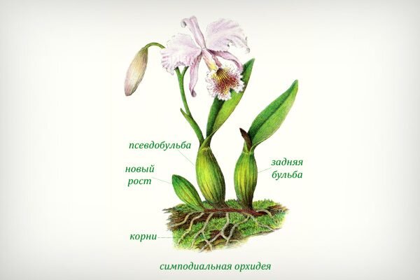Орхидея: уход, виды, размножение - полезные советы от эксперта