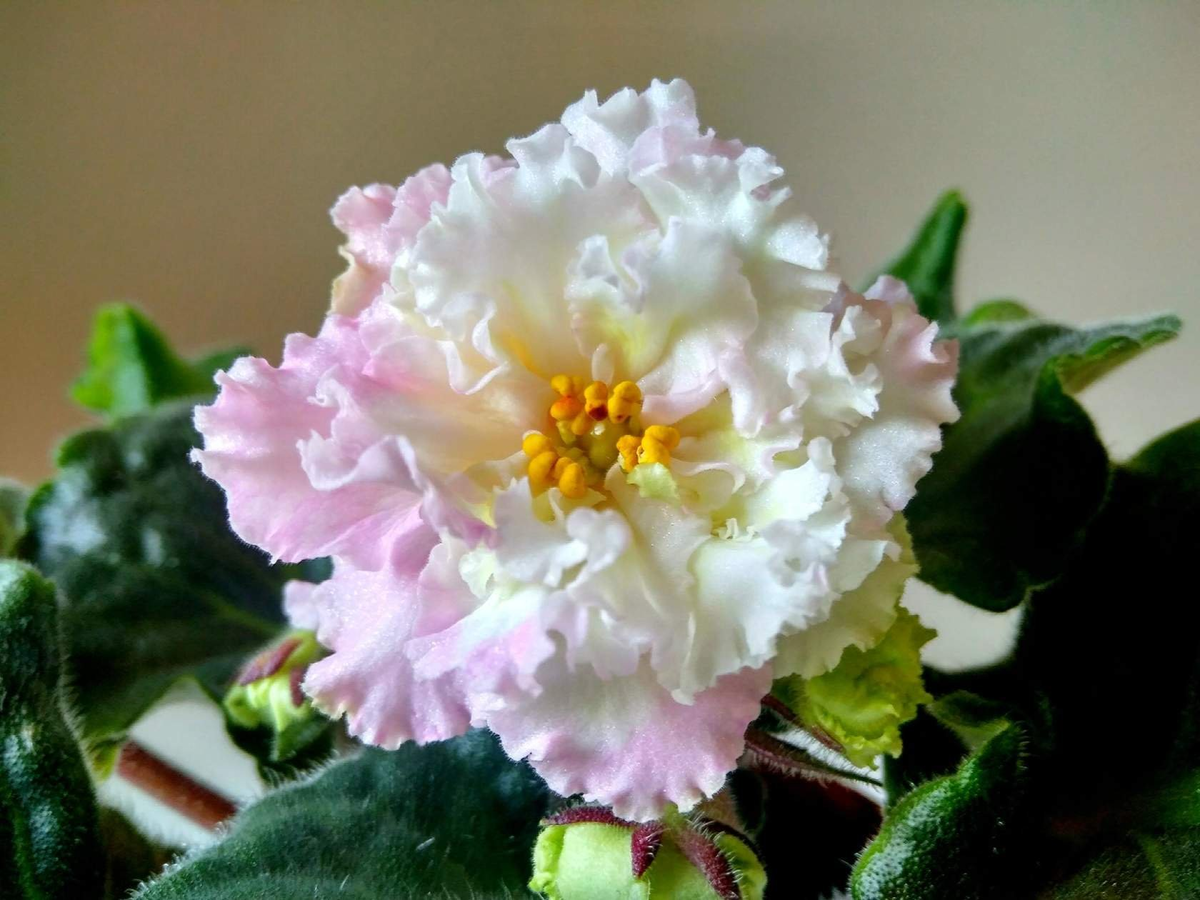 На фото - цветок фиалки. А вот название её сорта оригинально: "Осенние хризантемы"