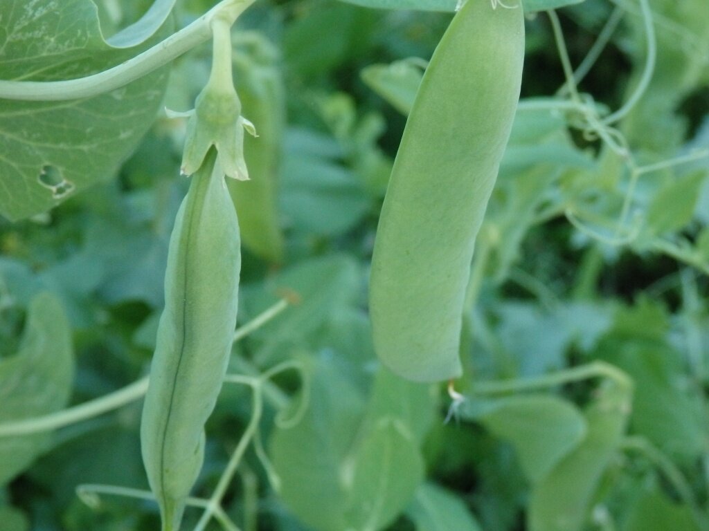  Горох в тени