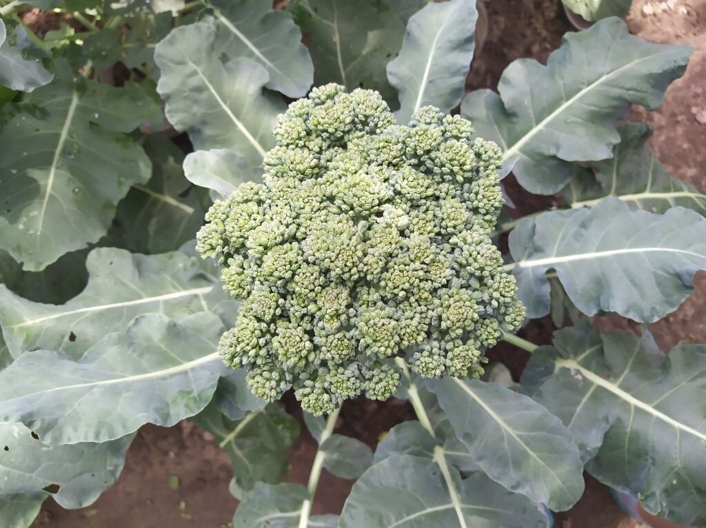  Брокколи формирует кочан