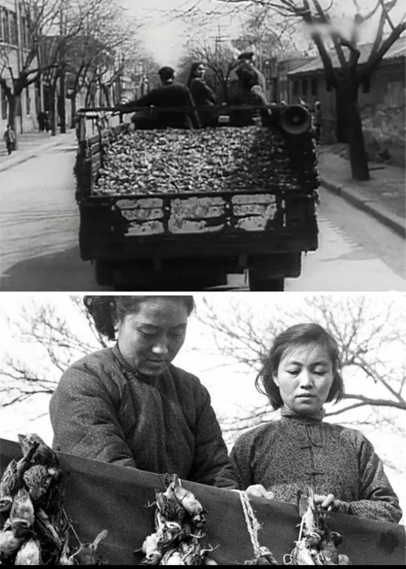 Китай истребление Воробьев 1958