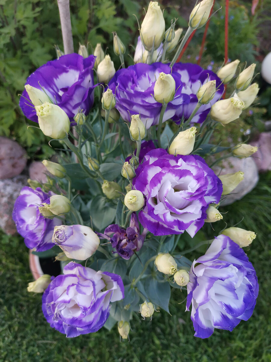 Эту я вырастила в прошлом году.