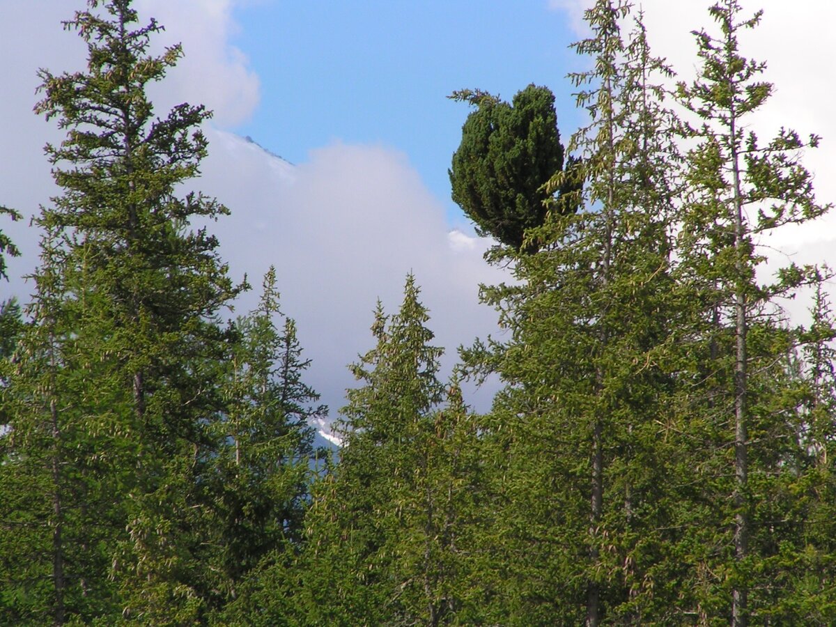 Ель сибирская (Picea obovata), карликовые декоративные сорта | Декоративные  древесные растения для Сибири | Дзен