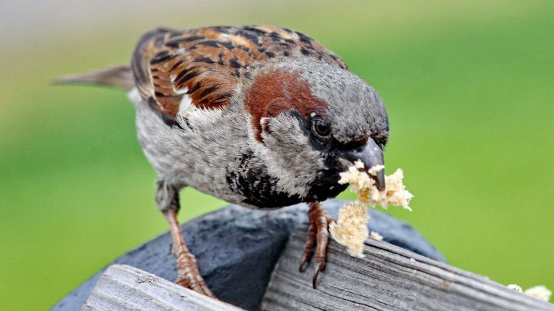     Воробей с хлебом. Михаил Хаустов