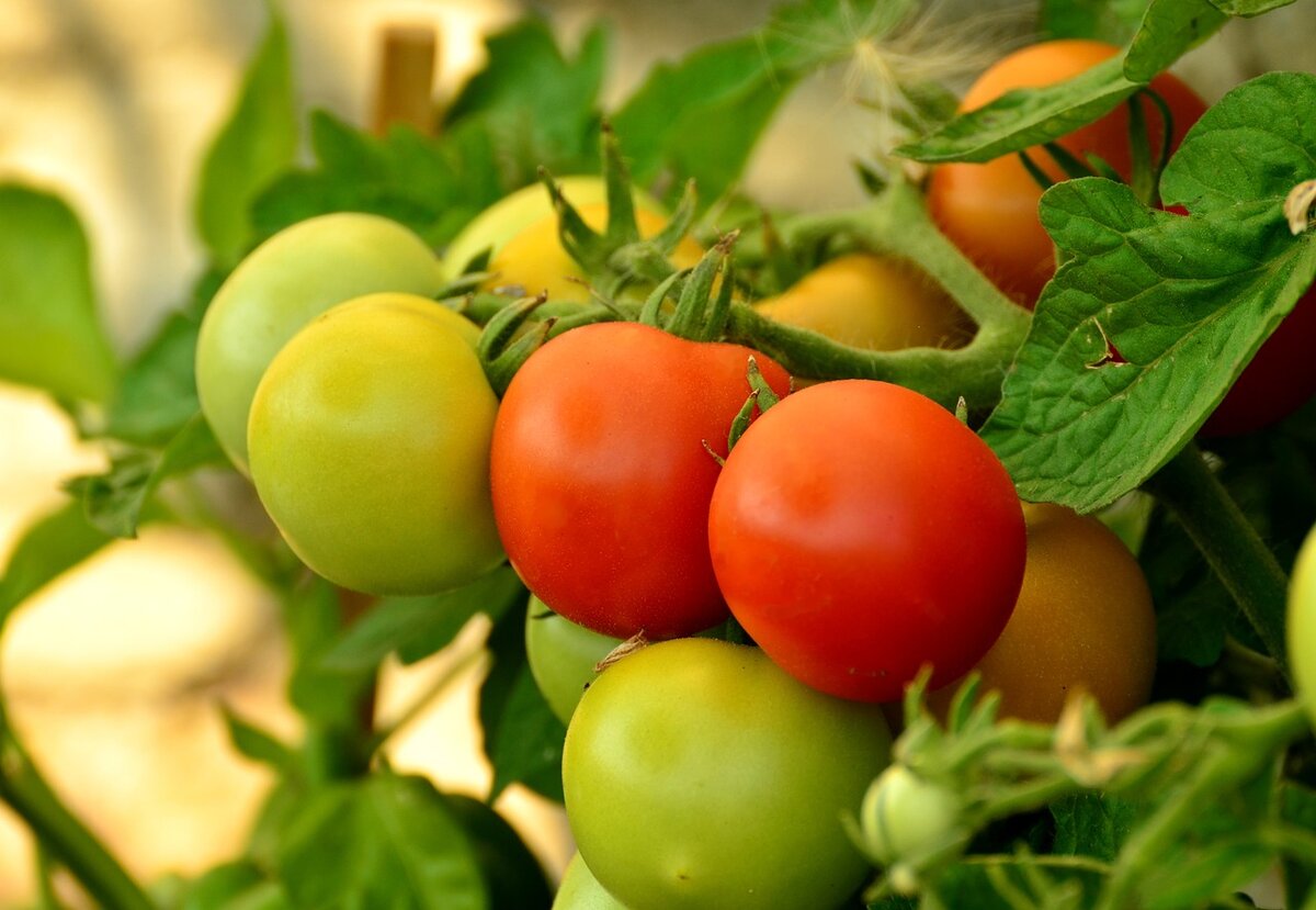 Добавьте это в лунку с рассадой томатов – и будете ведрами собирать помидоры