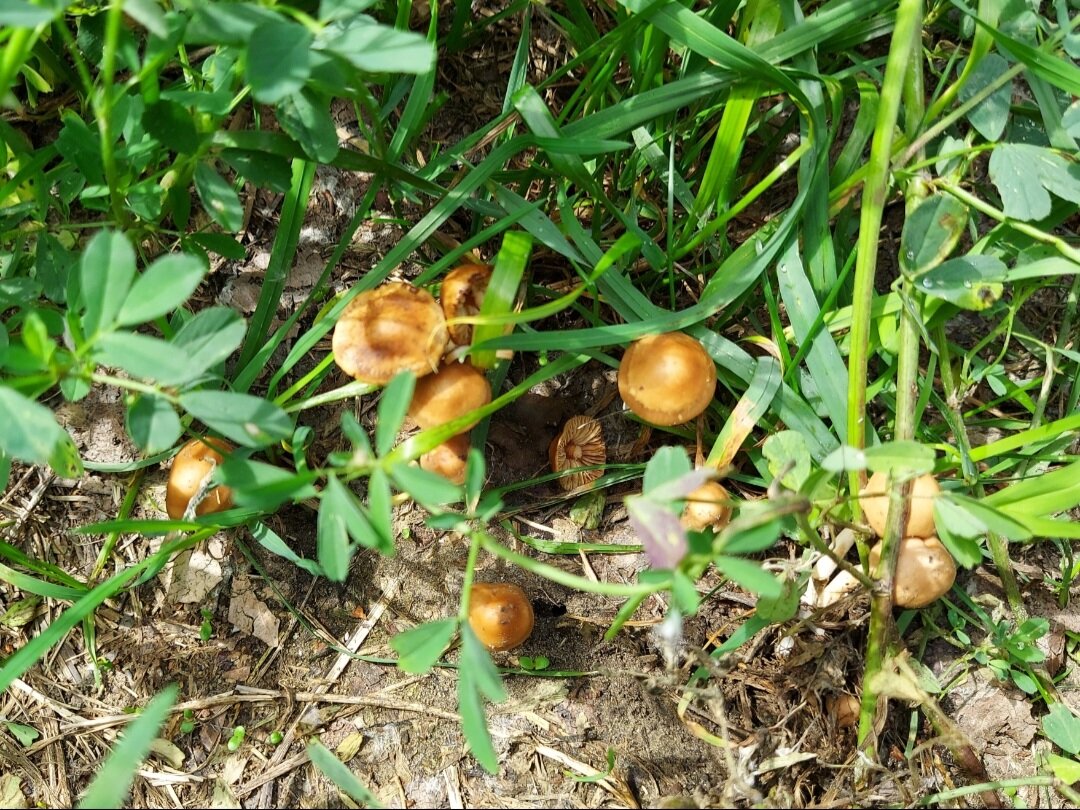 Автор фото Любительница леса