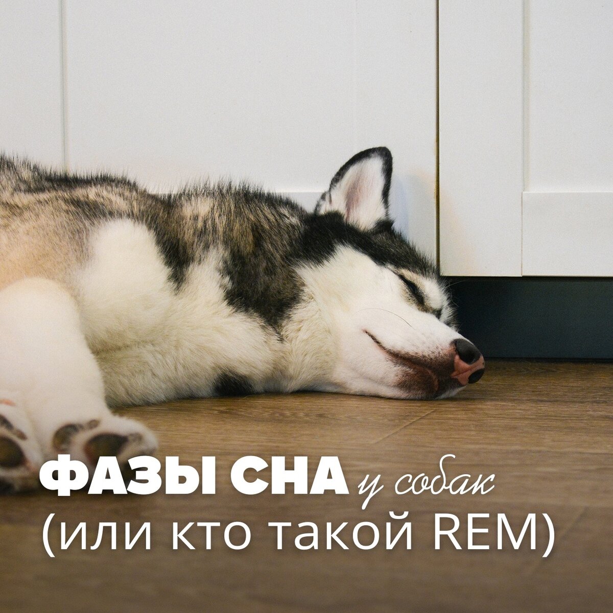 Фазы сна у собак или кто такой REM | Собачка головного мозга - Doggy Brain  | Дзен