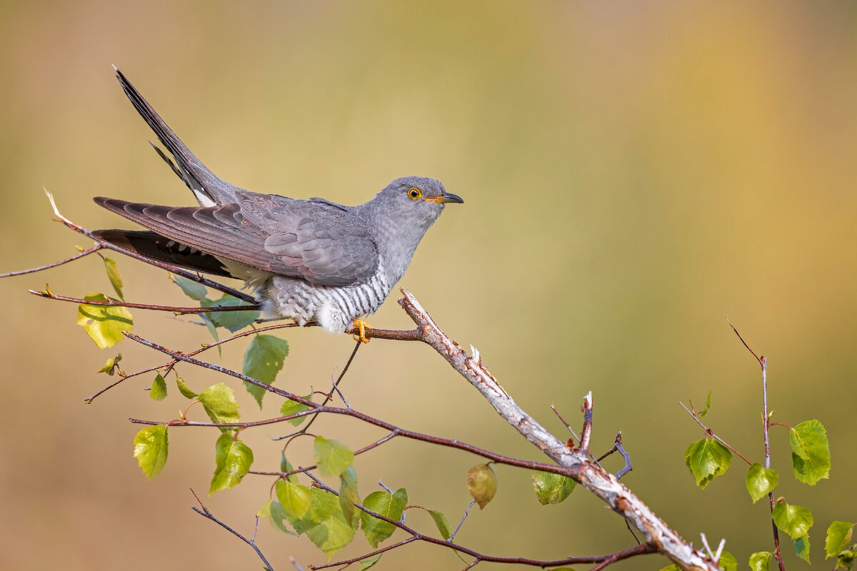  Фото: Thomas Hinsche/http://imagebroker.com/#/search/Global Look Press