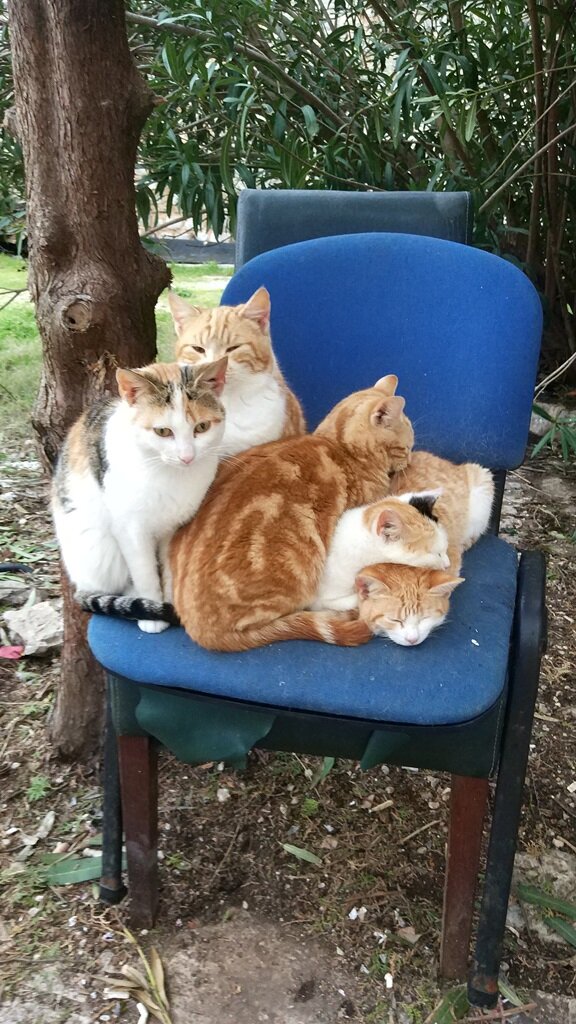 Фото: https://sasha0404.me/kak-otmechayut-rozhdestvo-i-badni-dan-v-chernogorii/img_20180106_142456_717/