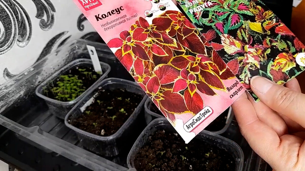 Визард скарлет и смесь Радуга