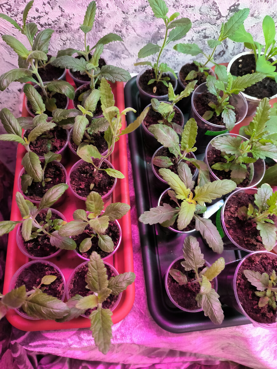 Рассада Вербены Идеал смеси, всходы дружные. 