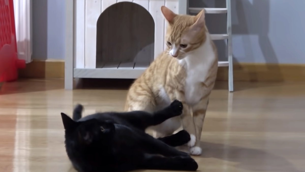 Иногда они дерутся