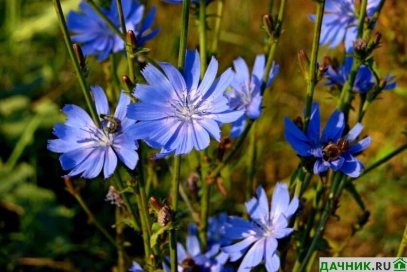 Дикие цветы синего цвета - 74 фото