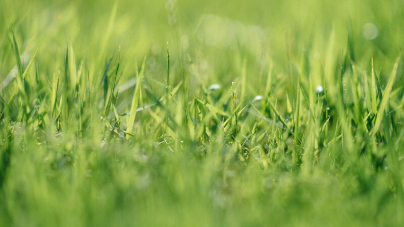     Трава, газон. CC0