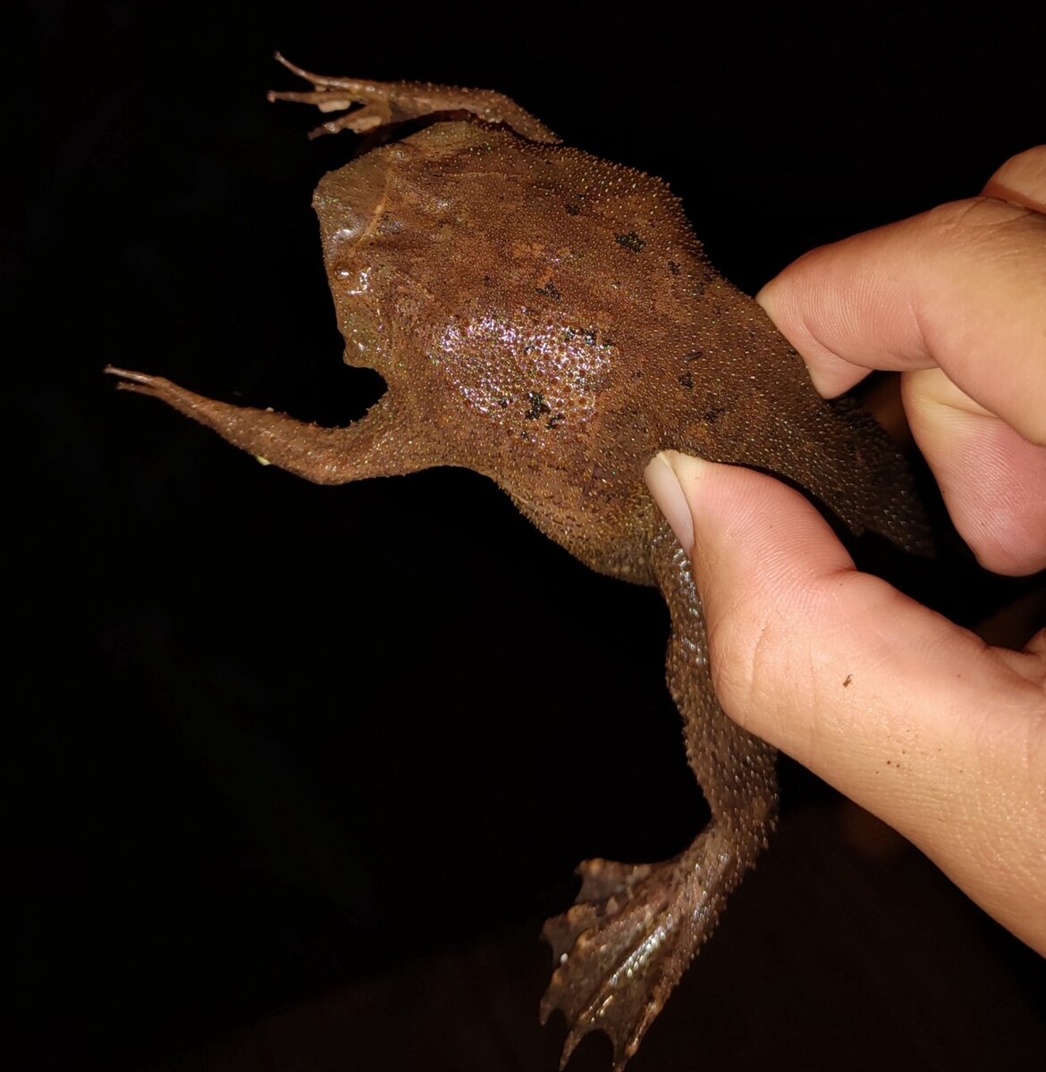 Суринамская пипа: Инкубация жабок внутри спины матери. Эта амфибия похожа на чудной эксперимент пришельцев