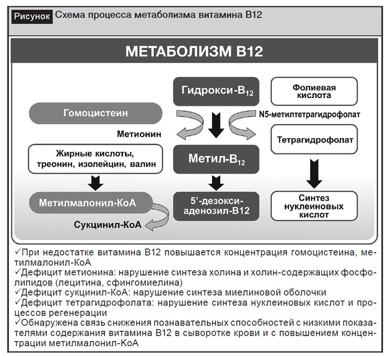 Анализ крови на лактатдегидрогеназу (ЛДГ)