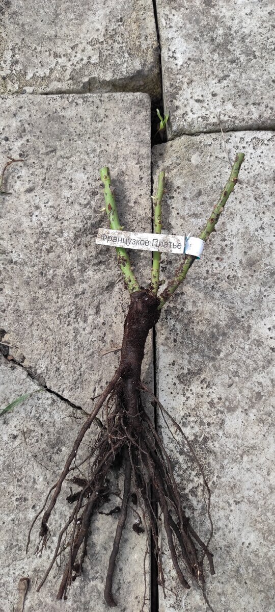 Саженец ФРАЕЦУЗСКОЕ. ПЛАТЬЕ