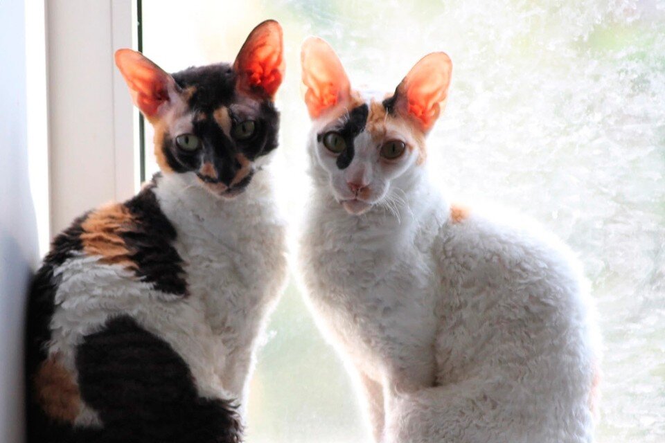     Девять животных погибли от болезни Ауески. Фото: vk.com/nvarfolomeeva