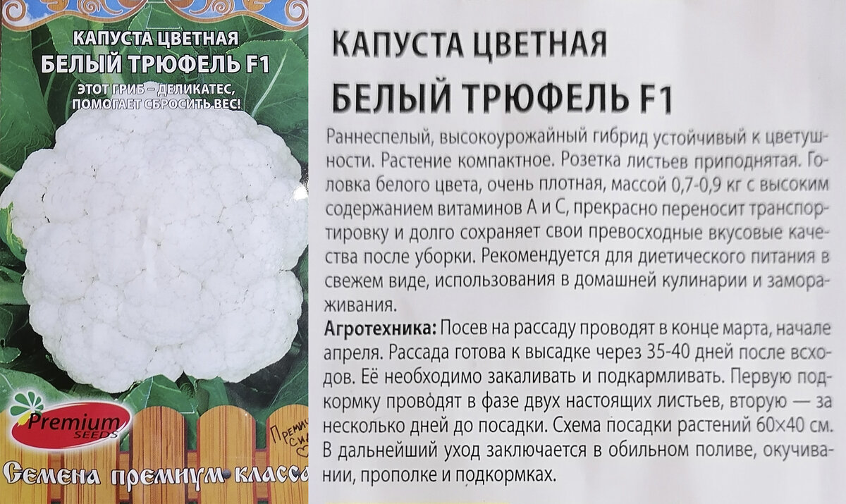 Когда сеять цветную. Рассада цветной капусты. Цветная капуста круглая. Когда сеять капусту на рассаду. Когда сеять цветную капусту на рассаду.