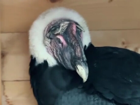   Кадр из видео