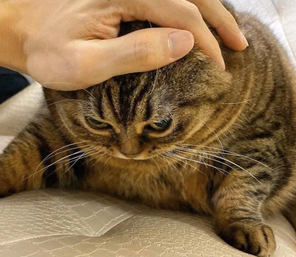 Спящая девушка нос. Рука гладит лошадь. Человек гладит кошку. Кот уткнулся носом в кота. Гладит лошадь.