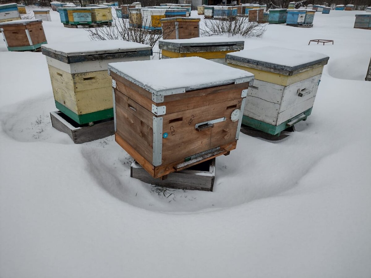 Где купить медогонку рамочную