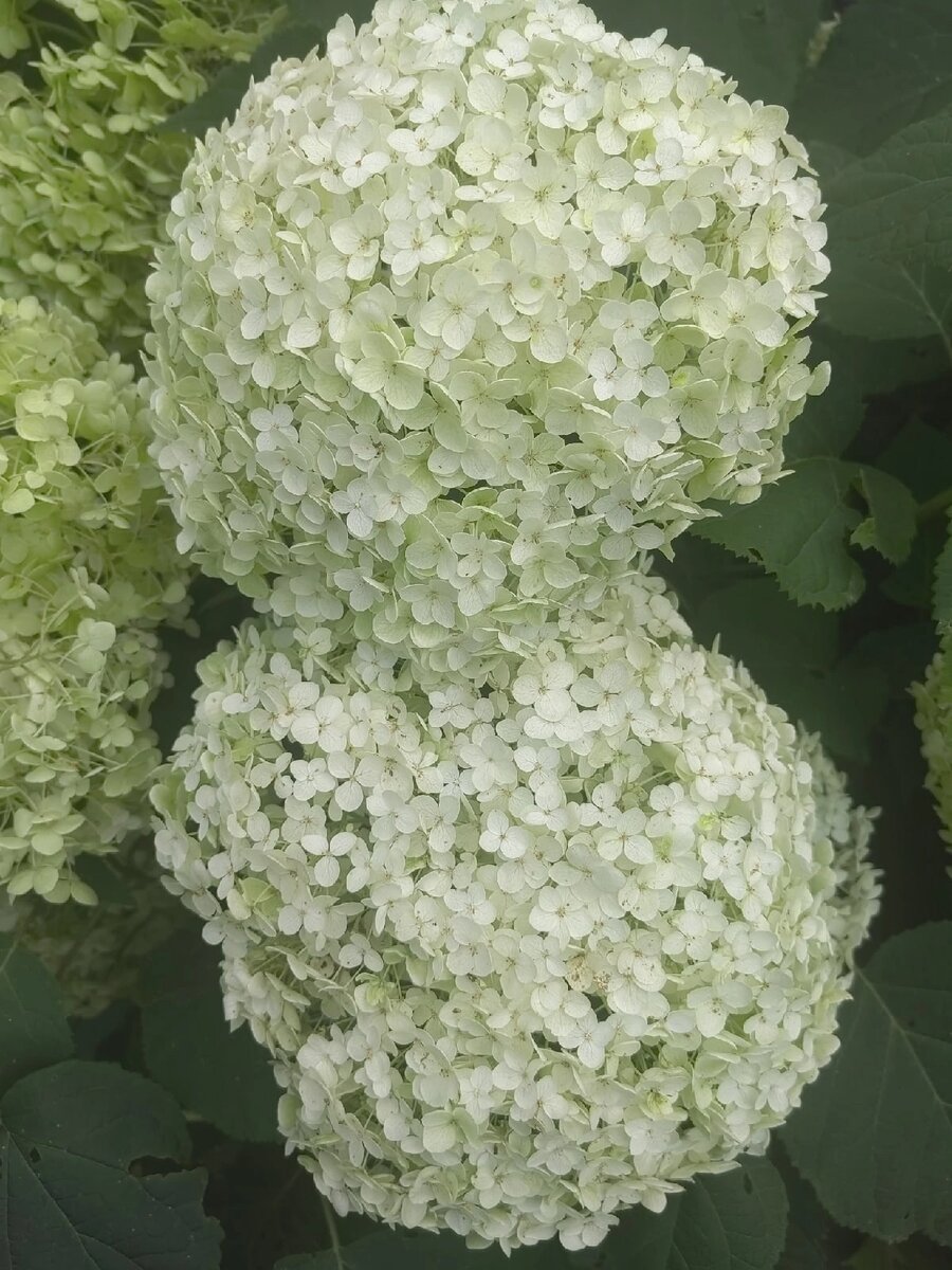 Чудо, как хороша!Фото автор.