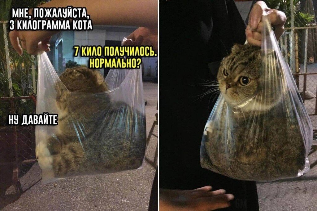 Картина кота мем