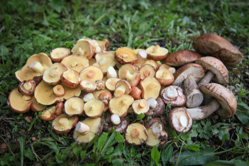 Маслята и подберезовики. Фото автора. 