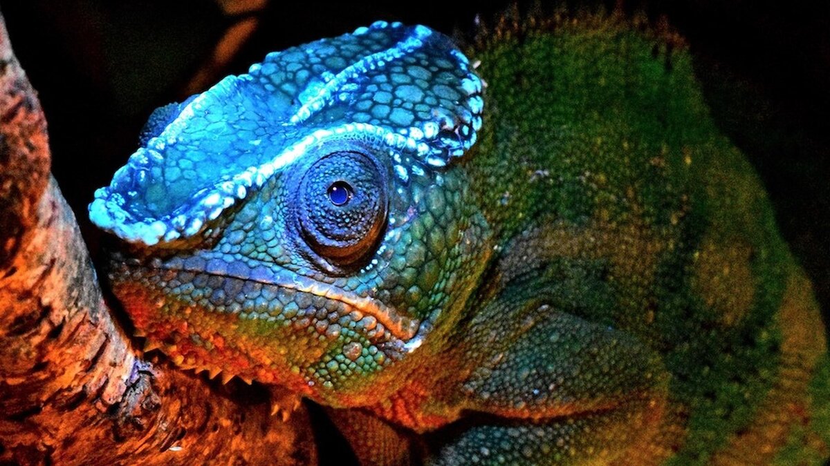 Хамелеоны не только могут менять свой цвет, а ещё и странным образом светятся в ультрафиолете. Какие у учёных есть догадки на этот счёт?